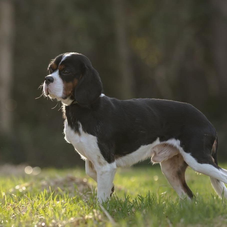 Willy Wigglebottoms thumbnail 2