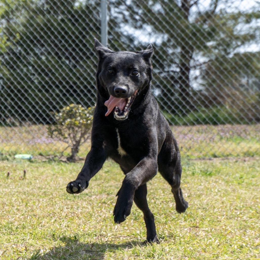 Bailey, Adoptable, Adult Female Labrador Retriever.