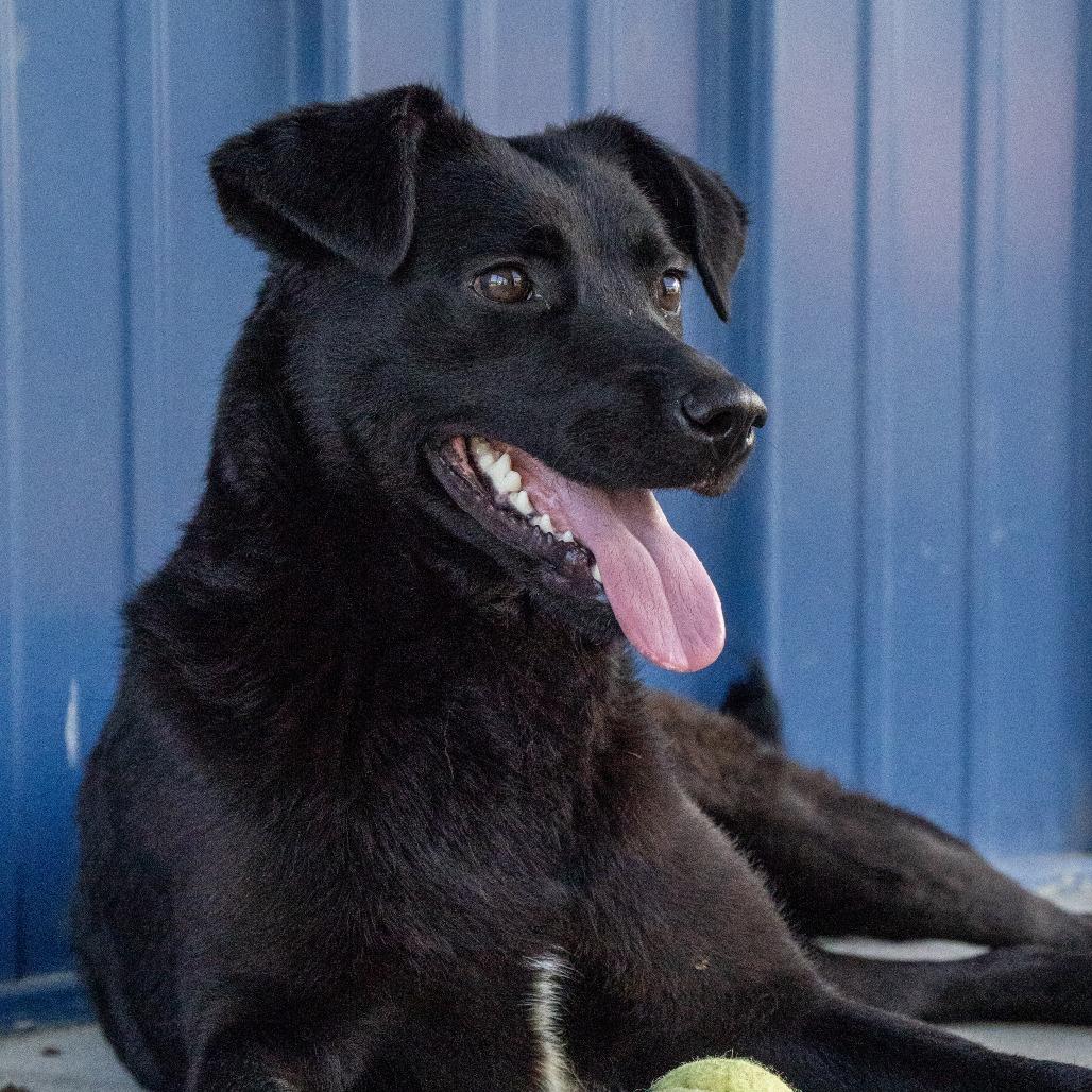 Enlarge Bailey, a Adoptable mixed breed in Elizabeth City, NC image 2/6