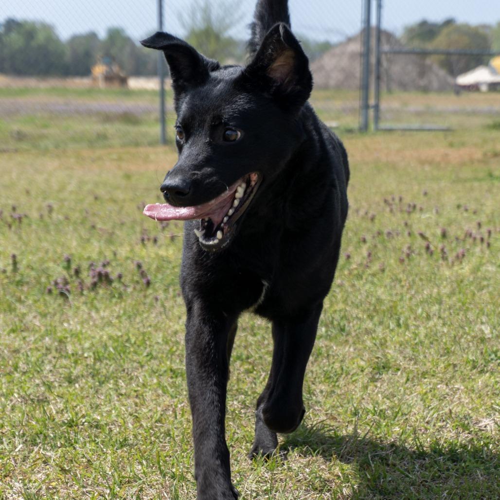 Enlarge Bailey, a Adoptable mixed breed in Elizabeth City, NC image 2/5
