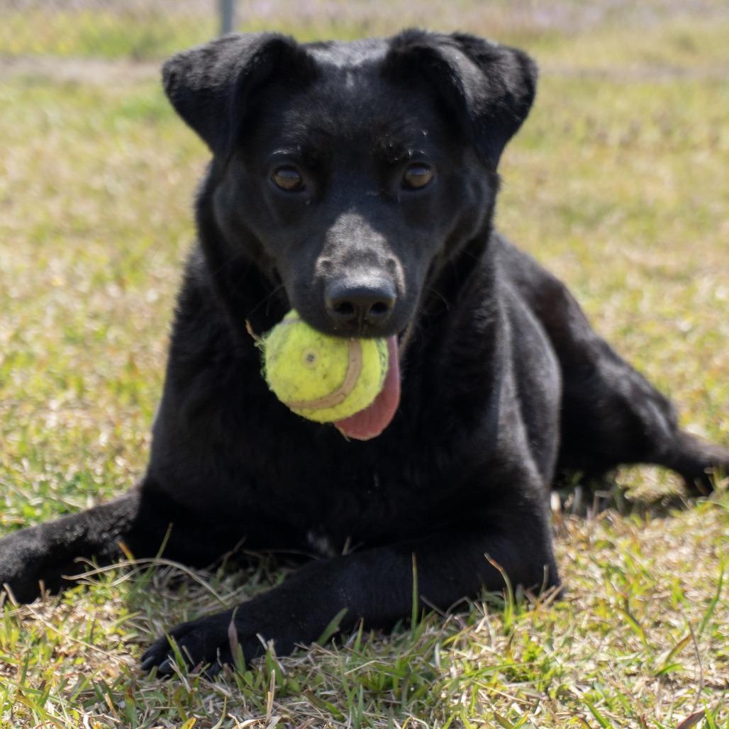 Enlarge Bailey, a Adoptable mixed breed in Elizabeth City, NC image 3/5