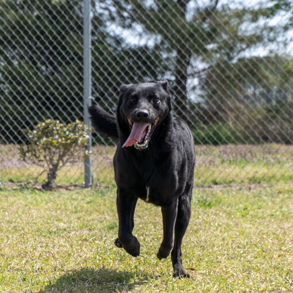 Enlarge Bailey, a Adoptable mixed breed in Elizabeth City, NC image 4/5