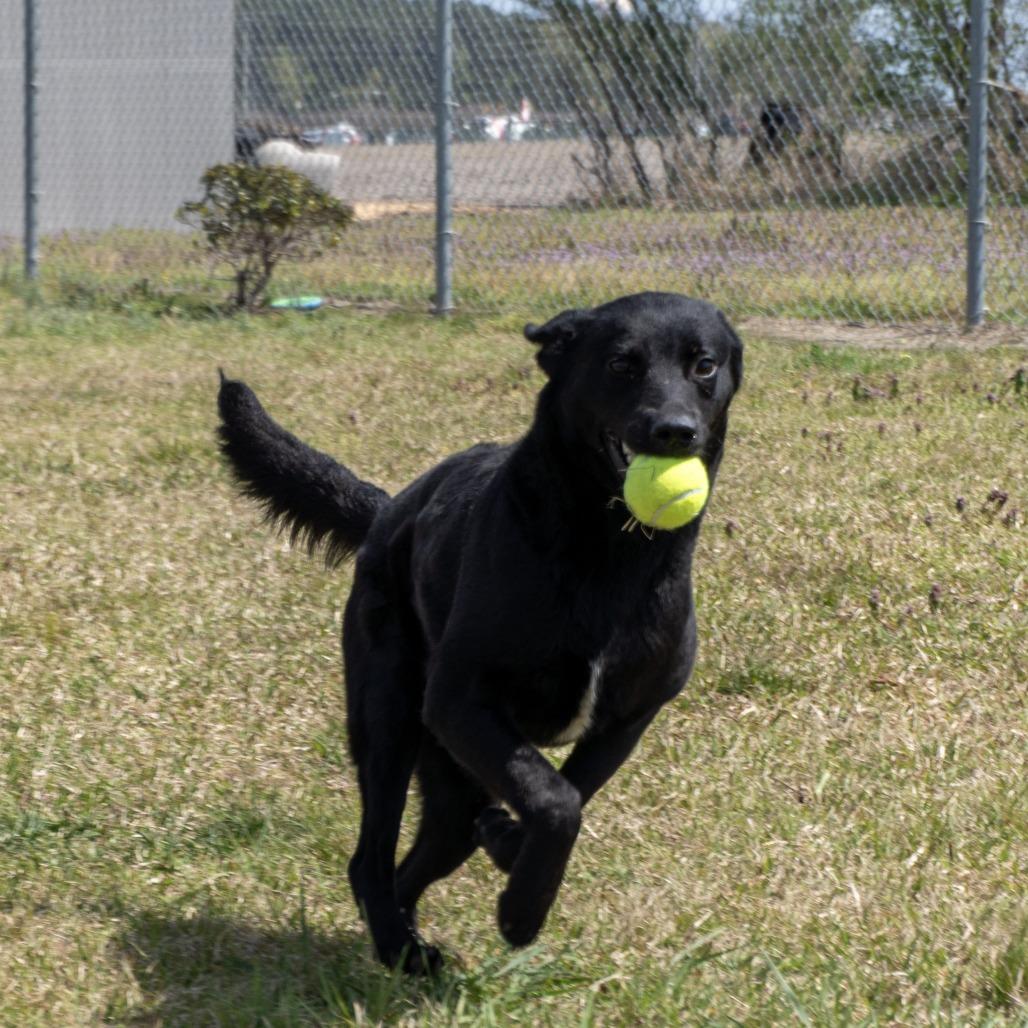 Enlarge Bailey, a Adoptable mixed breed in Elizabeth City, NC image 5/5
