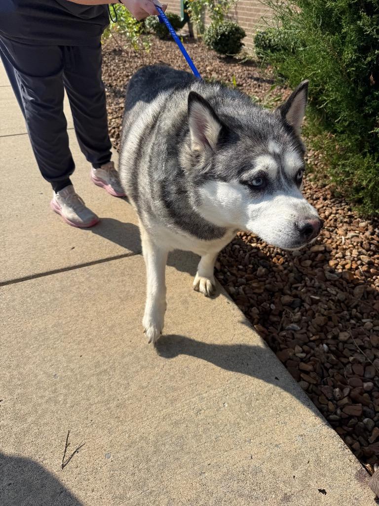 Big Gurl, Adoptable, Senior Female Mixed Breed.