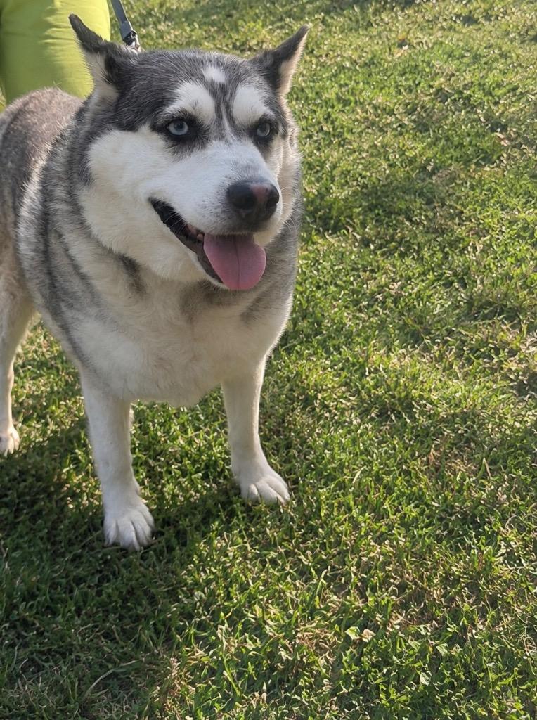 Enlarge Big Gurl, a Adoptable mixed breed in Gallatin, TN image 2/2