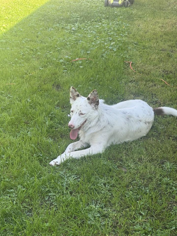 Enlarge Cupid, an adopted mixed breed in Santa Rosa, CA image 5/6