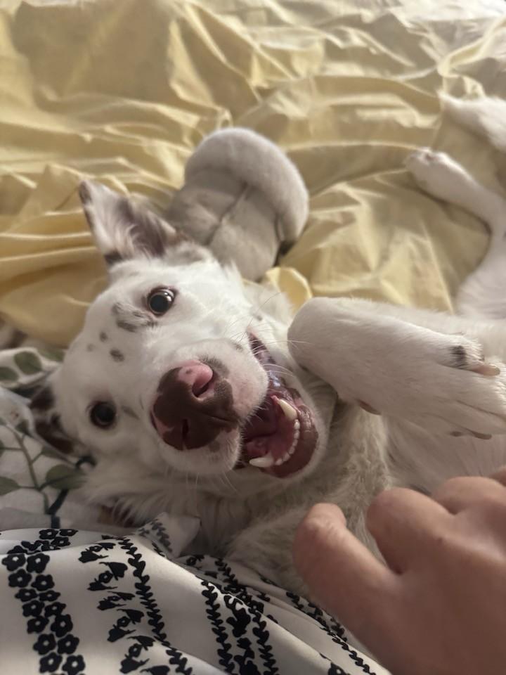 Enlarge Cupid, an adopted mixed breed in Santa Rosa, CA image 1/6