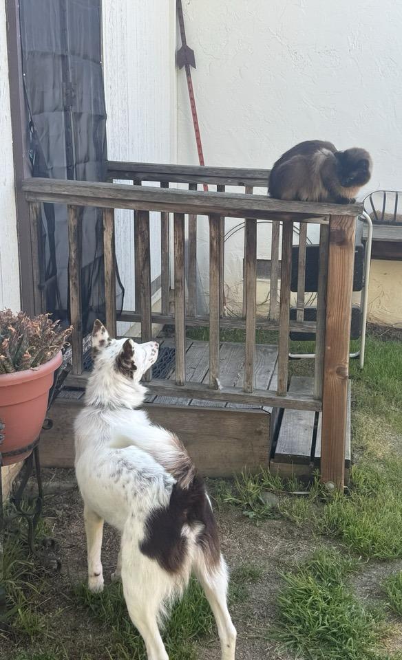 Enlarge Cupid, an adopted mixed breed in Santa Rosa, CA image 6/6