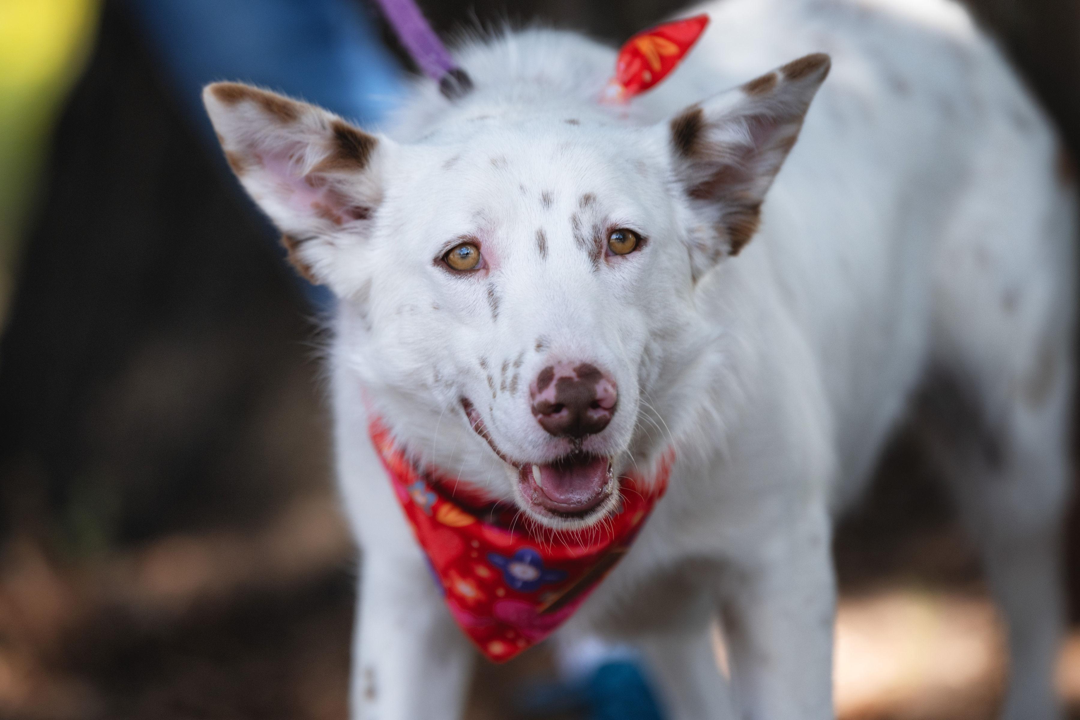 Enlarge Cupid, an adopted mixed breed in Santa Rosa, CA image 2/6