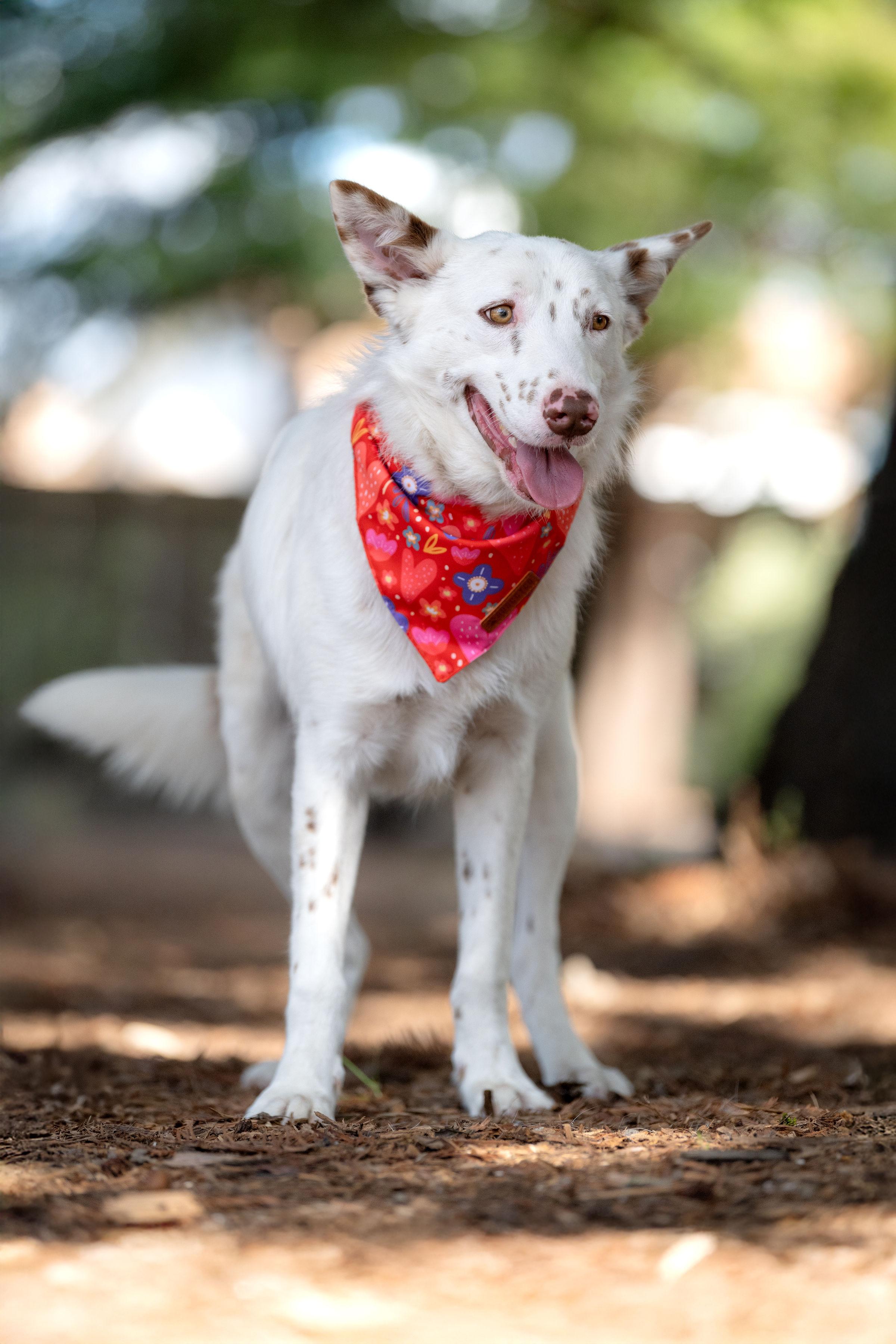 Enlarge Cupid, an adopted mixed breed in Santa Rosa, CA image 3/6