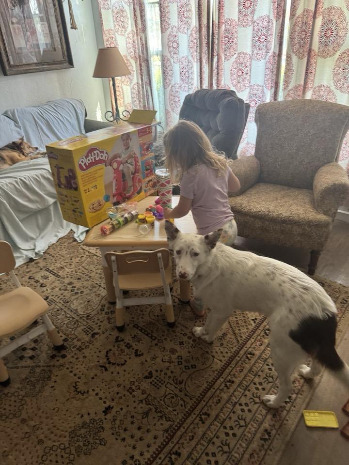 Enlarge Cupid, an adopted mixed breed in Santa Rosa, CA image 4/6