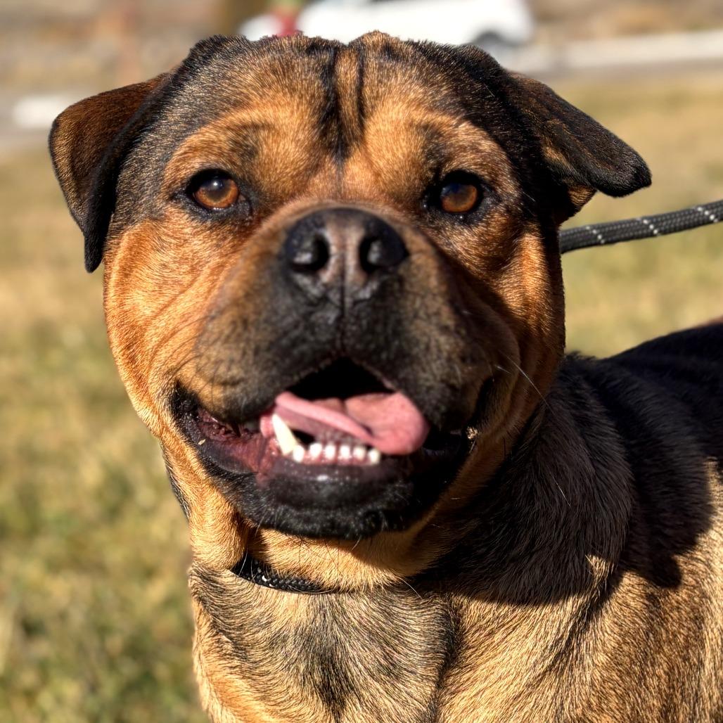 Oso, a Adoptable mixed breed in Rifle, CO image 1/5