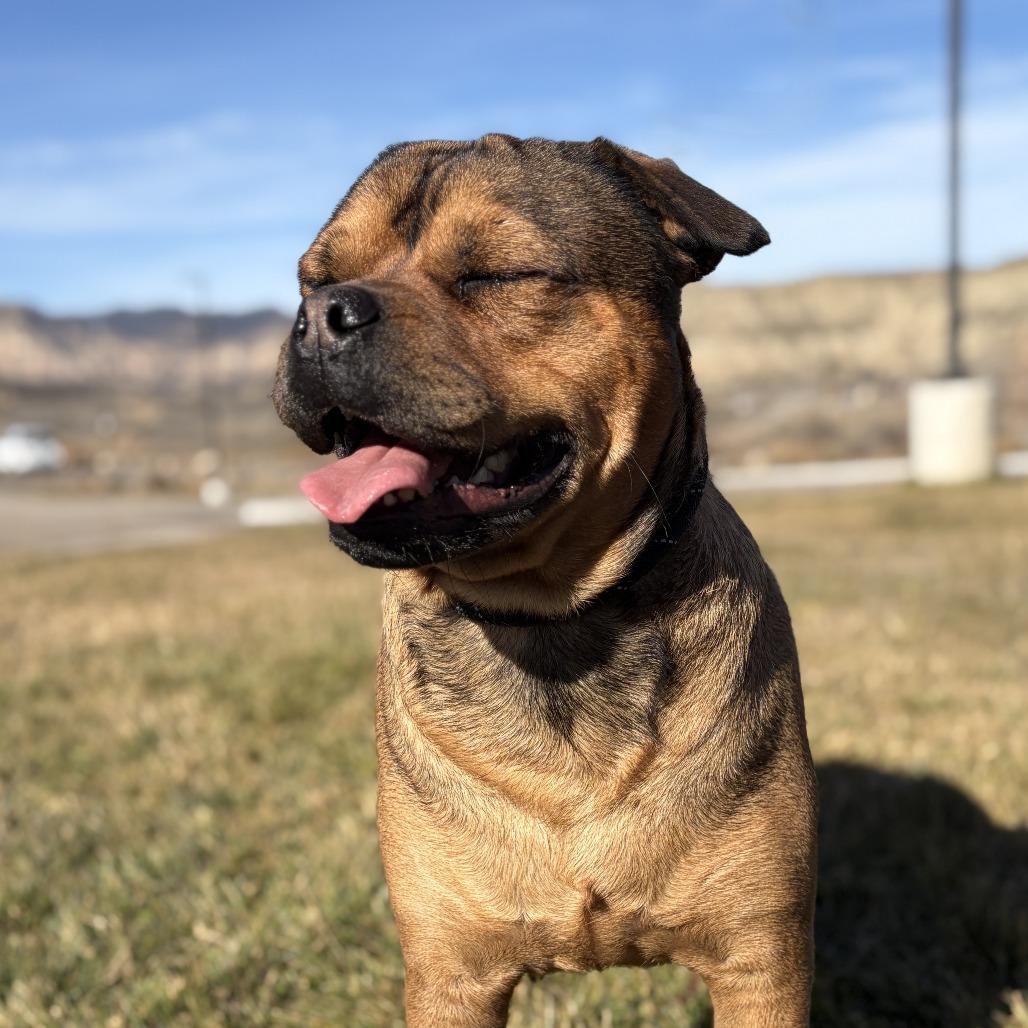 Oso, a Adoptable mixed breed in Rifle, CO image 2/5
