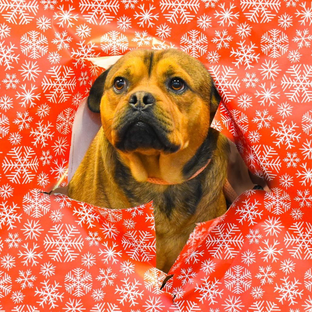 Oso, a Adoptable mixed breed in Rifle, CO image 3/6