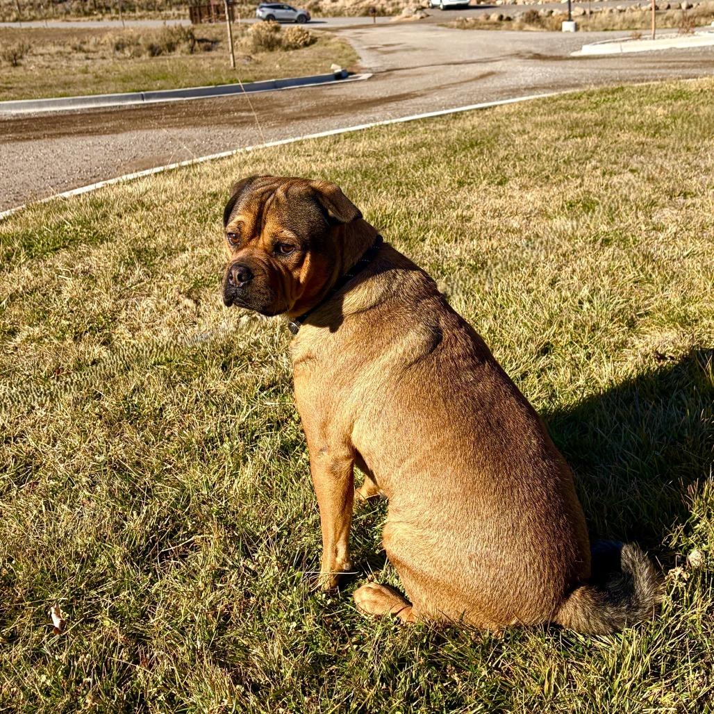 Oso, a Adoptable mixed breed in Rifle, CO image 3/5
