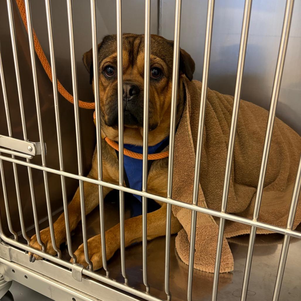 Oso, a Adoptable mixed breed in Rifle, CO image 4/5