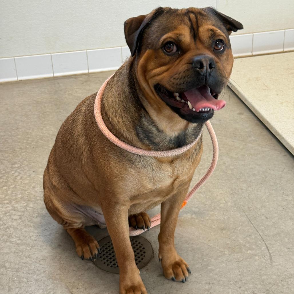 Oso, a Adoptable mixed breed in Rifle, CO image 5/5