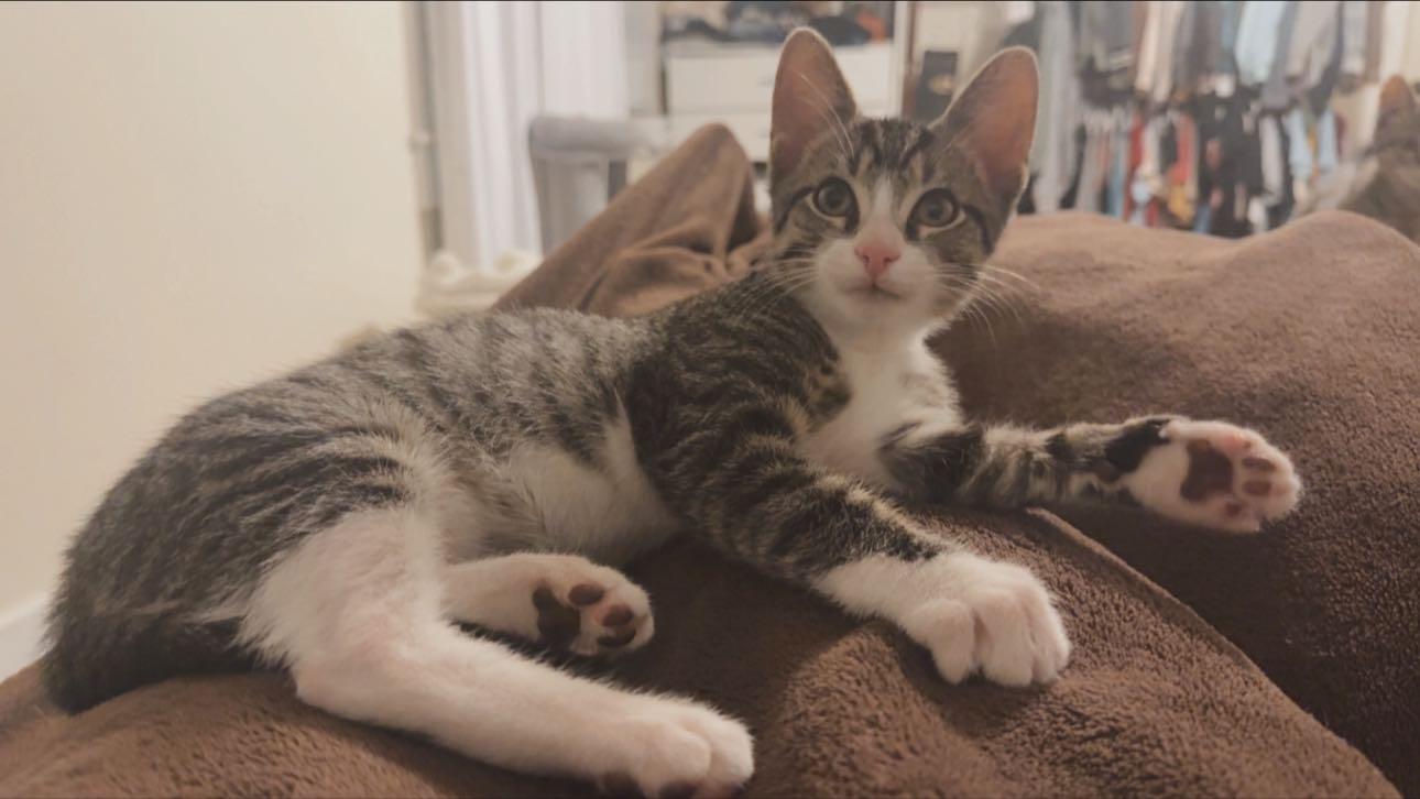 Rick, adopted, Kitten Male Domestic Short Hair.