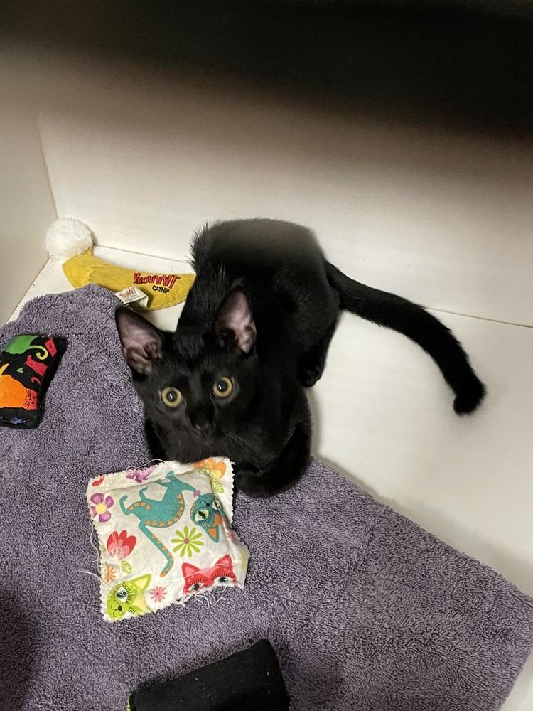 Phantom (kitten), Adoptable, Kitten Male Domestic Short Hair.