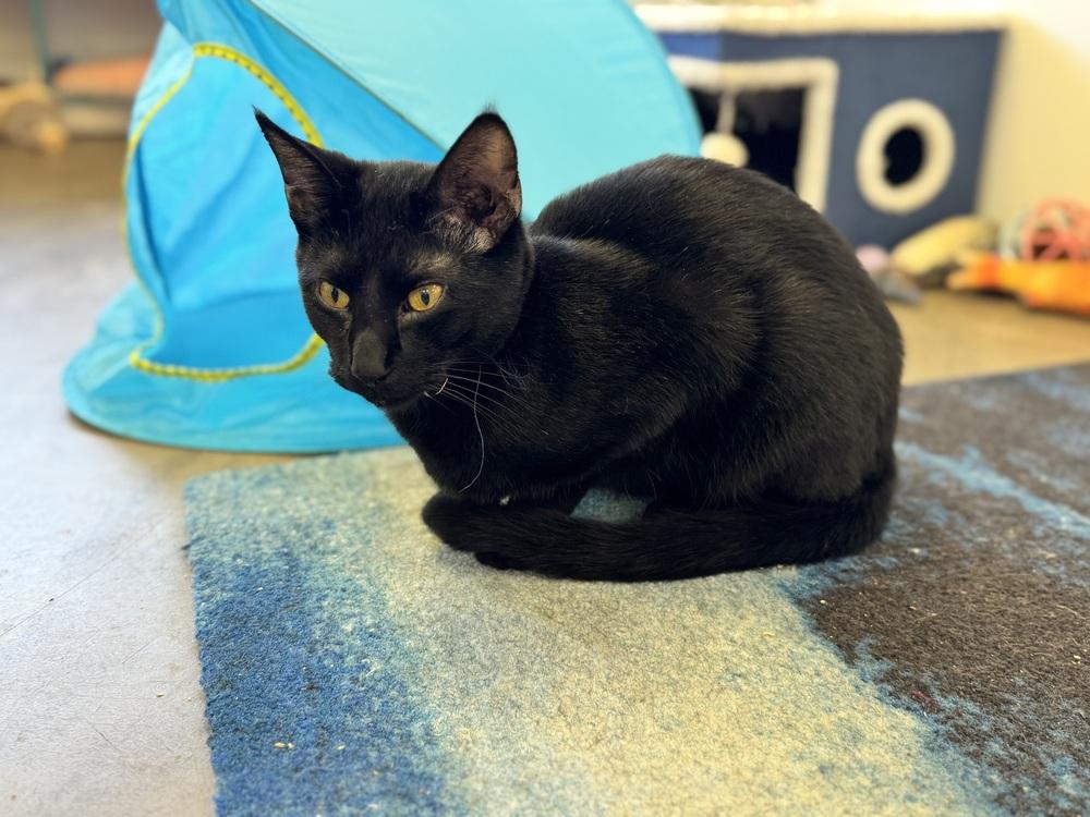 Enlarge Phantom (kitten), a Adoptable Domestic Short Hair in Cary, NC image 2/5