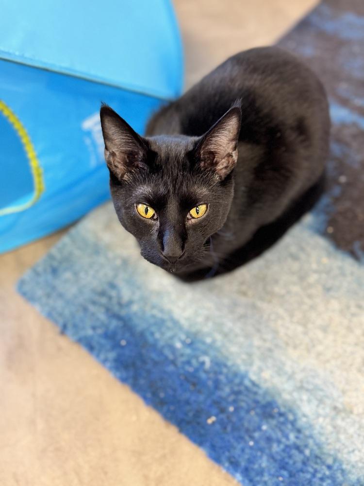 Enlarge Phantom (kitten), a Adoptable Domestic Short Hair in Cary, NC image 3/6