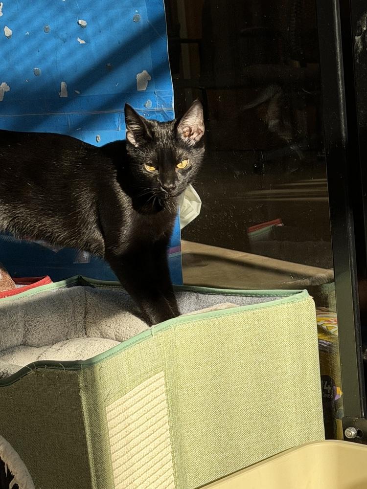 Phantom (kitten) — thumbnail 3