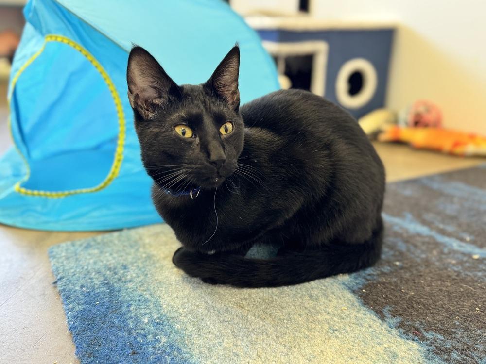Enlarge Phantom (kitten), a Adoptable Domestic Short Hair in Cary, NC image 5/6
