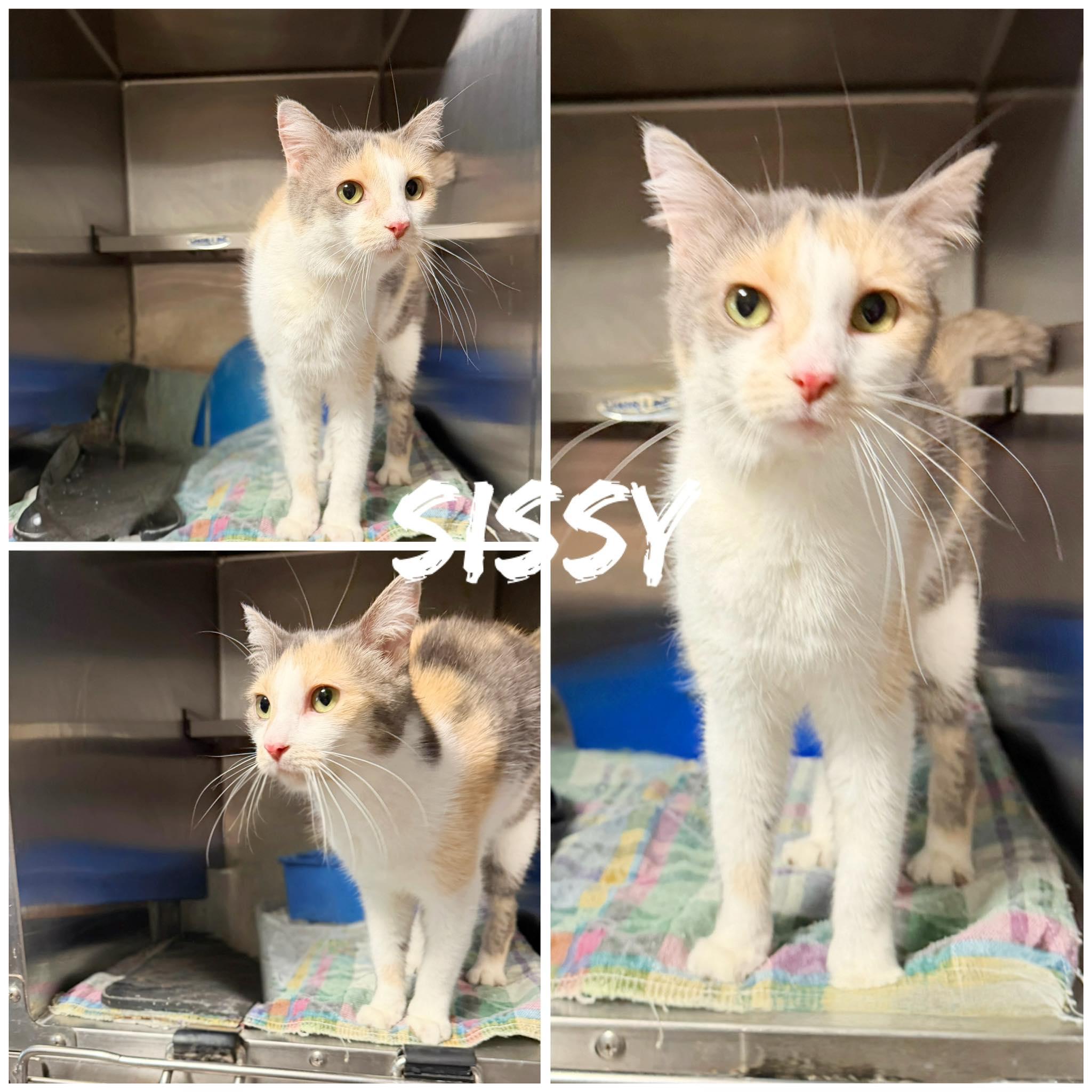 Enlarge Sissy, an adopted Domestic Short Hair in Saint James, MO image 1/1