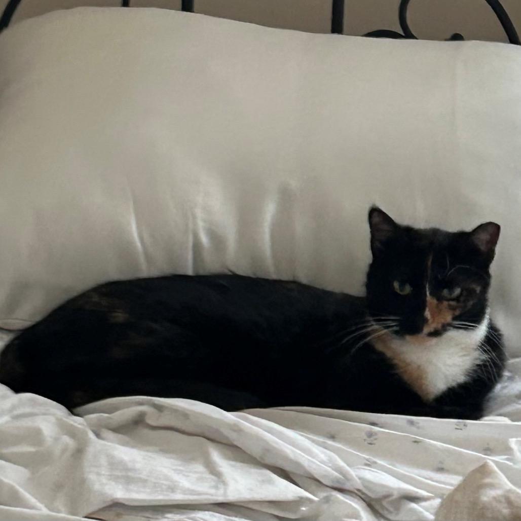 Enlarge Sunshine, a Adoptable Domestic Short Hair in Silver Spring, MD image 1/6