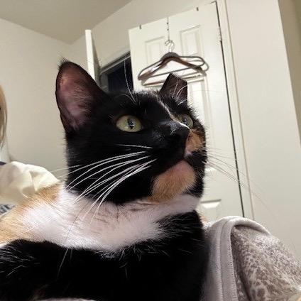 Enlarge Sunshine, a Adoptable Domestic Short Hair in Silver Spring, MD image 2/6