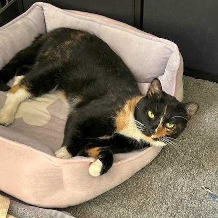 Enlarge Sunshine, a Adoptable Domestic Short Hair in Silver Spring, MD image 3/6