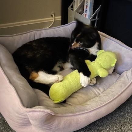 Enlarge Sunshine, a Adoptable Domestic Short Hair in Silver Spring, MD image 4/6