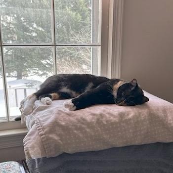 Enlarge Sunshine, a Adoptable Domestic Short Hair in Silver Spring, MD image 5/6