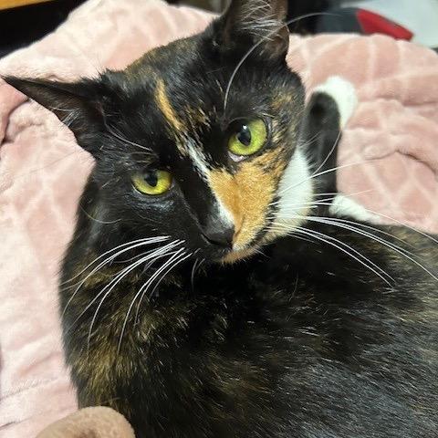 Enlarge Sunshine, a Adoptable Domestic Short Hair in Silver Spring, MD image 6/6