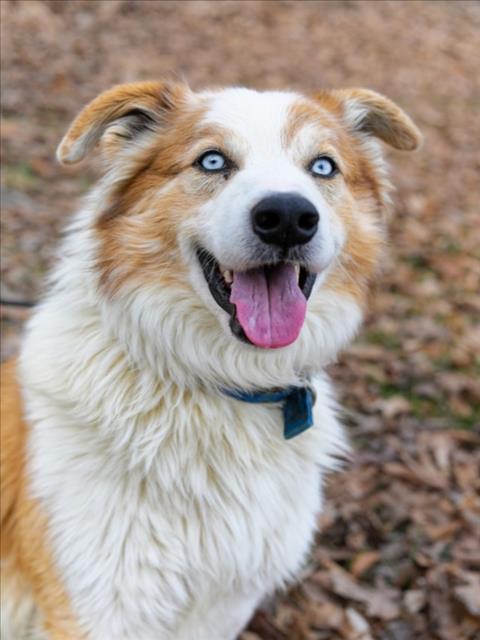 WELCHES, Adoptable, Adult Male Australian Shepherd & Mixed Breed.