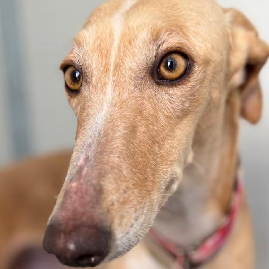 Enlarge Rubia, a Adoptable Galgo Spanish Greyhound in Sterling Heights, MI image 1/3