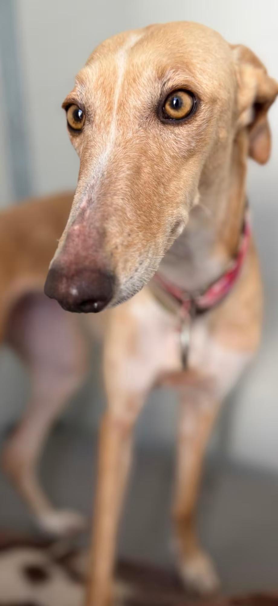 Enlarge Rubia, a Adoptable Galgo Spanish Greyhound in Sterling Heights, MI image 3/3