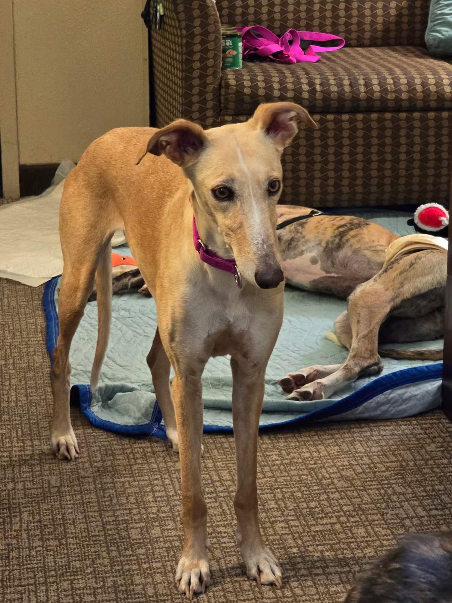 Enlarge Rubia, a Adoptable Galgo Spanish Greyhound in Sterling Heights, MI image 2/3