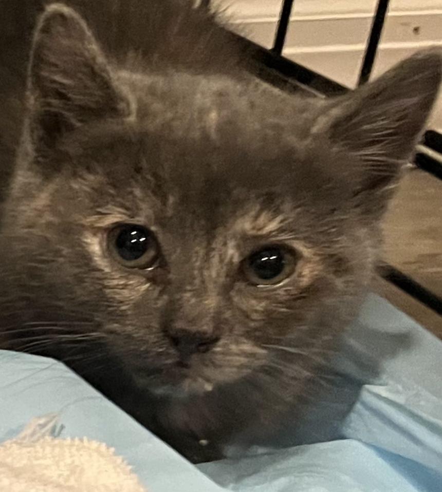 Enlarge Peppermint, a ADOPTABLE Domestic Short Hair in Bethpage, NY image 1/2