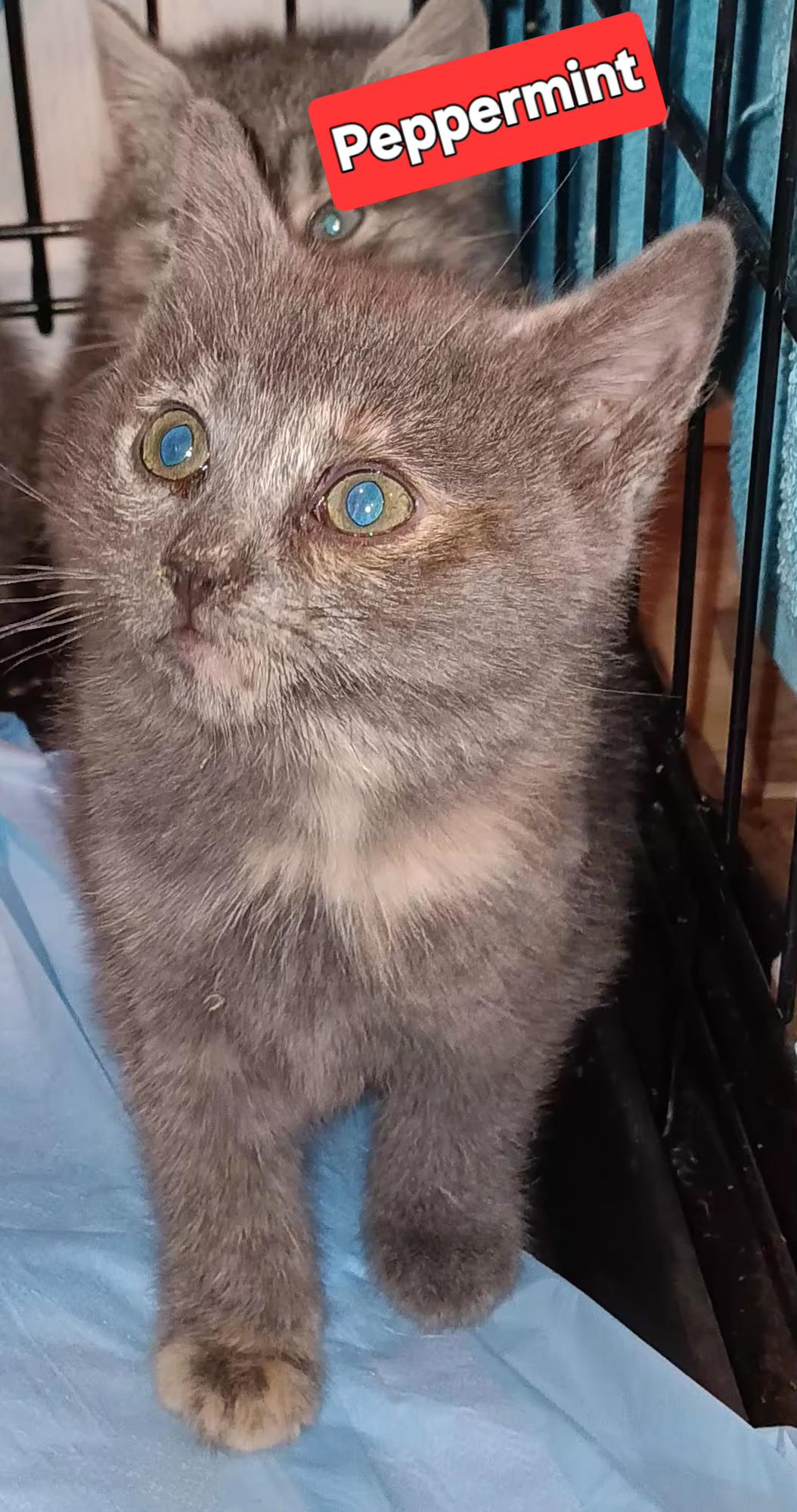 Enlarge Peppermint, a ADOPTABLE Domestic Short Hair in Bethpage, NY image 2/2