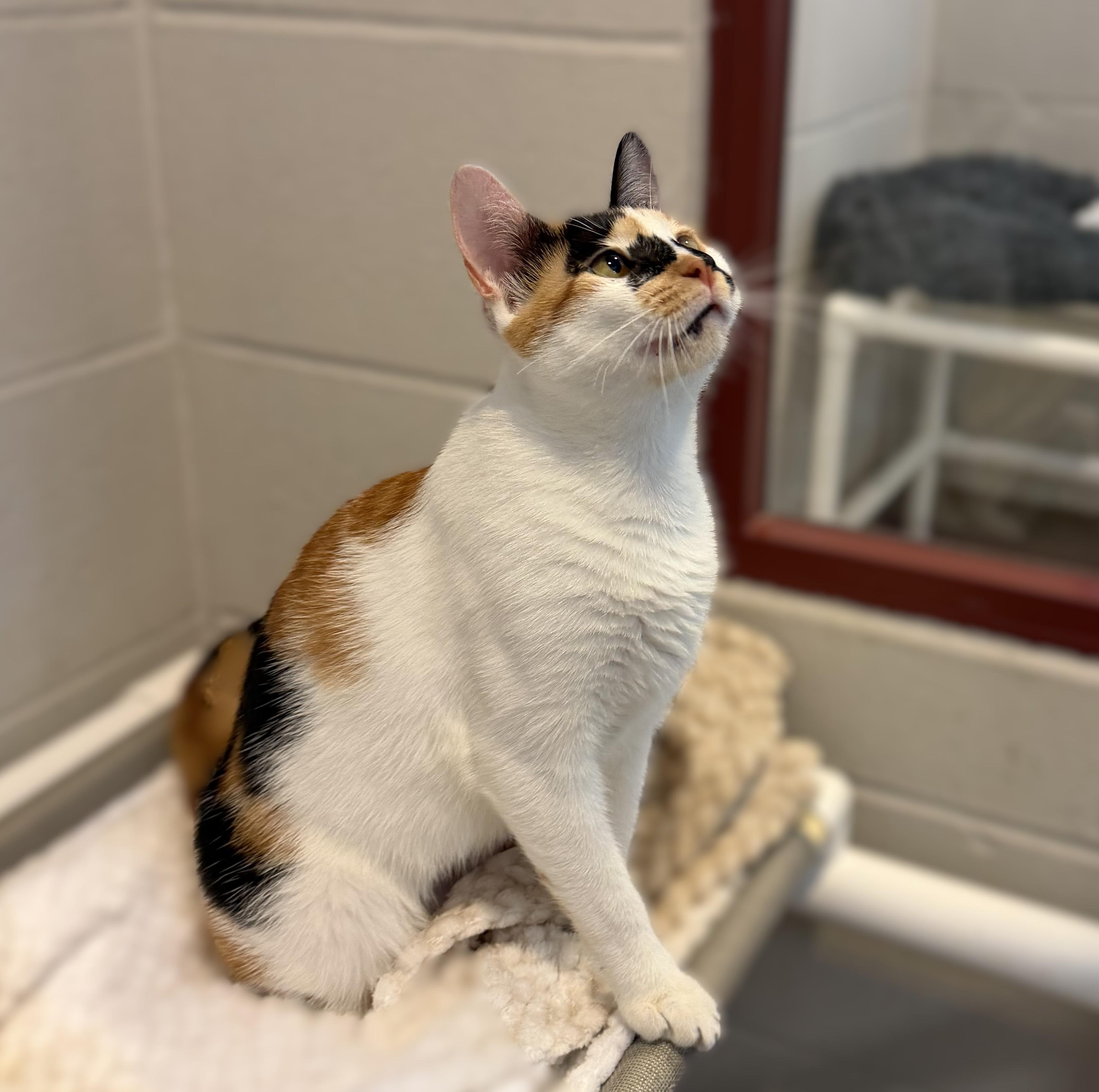 Enlarge Fran, a Adopted mixed breed in Slidell, LA image 3/3