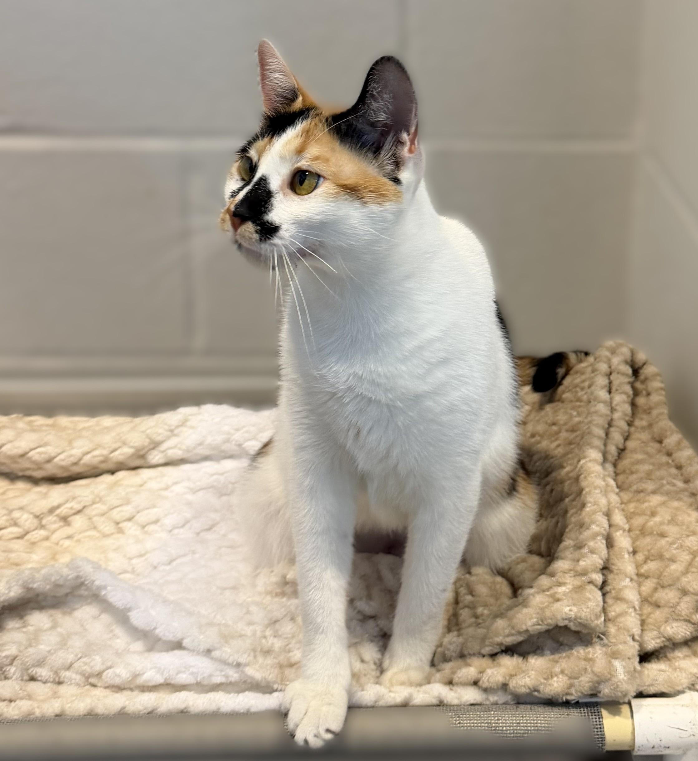 Enlarge Fran, a Adopted mixed breed in Slidell, LA image 1/3
