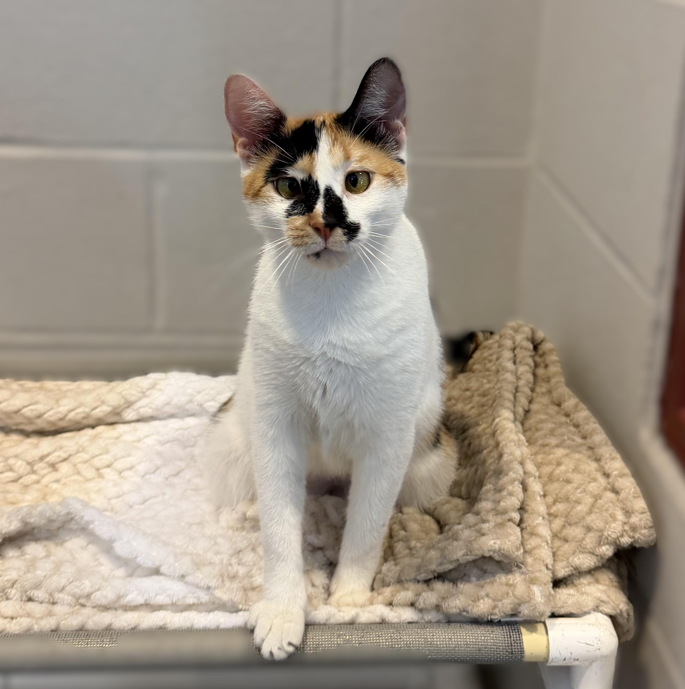 Enlarge Fran, a Adopted mixed breed in Slidell, LA image 2/3
