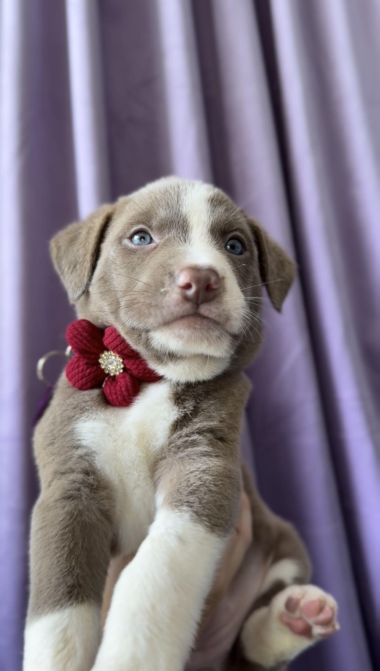 Ruby, Adoptable, Puppy Female Basenji & Pit Bull Terrier.