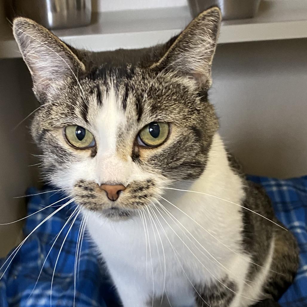 Enlarge Mickie, a Adoptable Domestic Short Hair in Pagosa Springs, CO image 1/3