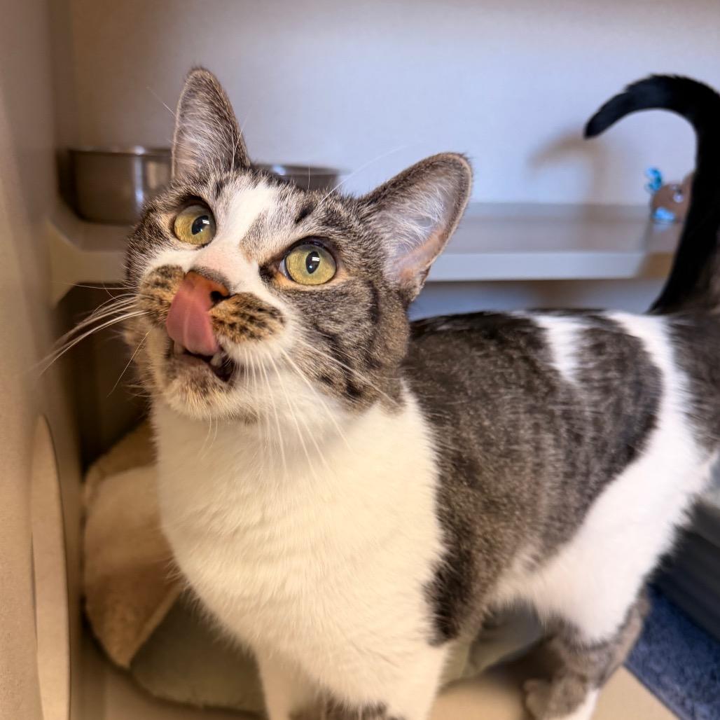 Enlarge Mickie, a Adoptable Domestic Short Hair in Pagosa Springs, CO image 2/3