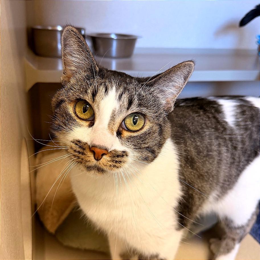 Enlarge Mickie, a Adoptable Domestic Short Hair in Pagosa Springs, CO image 3/3