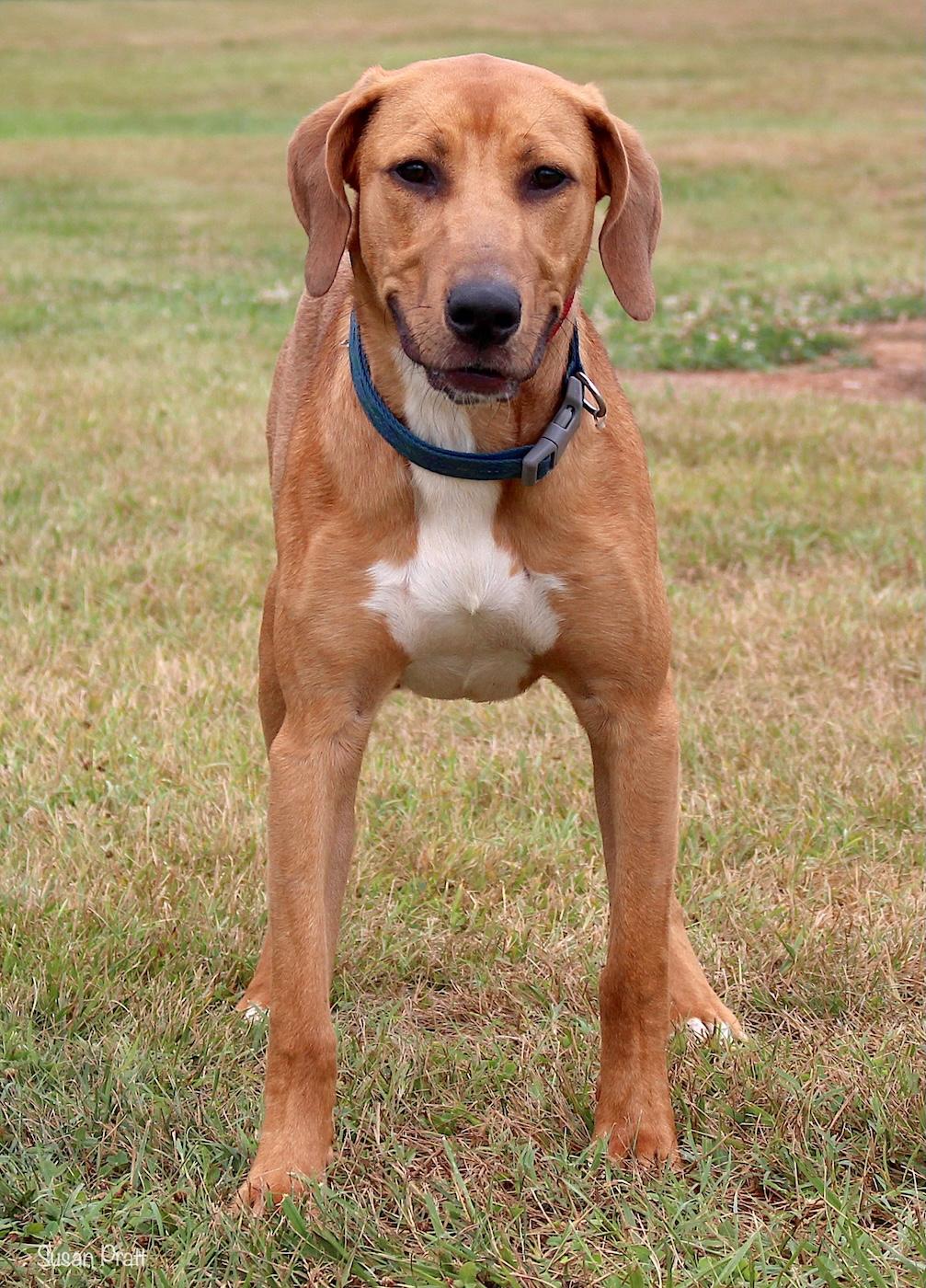 Enlarge Cobb, a ADOPTABLE mixed breed in Bedford, VA image 3/3