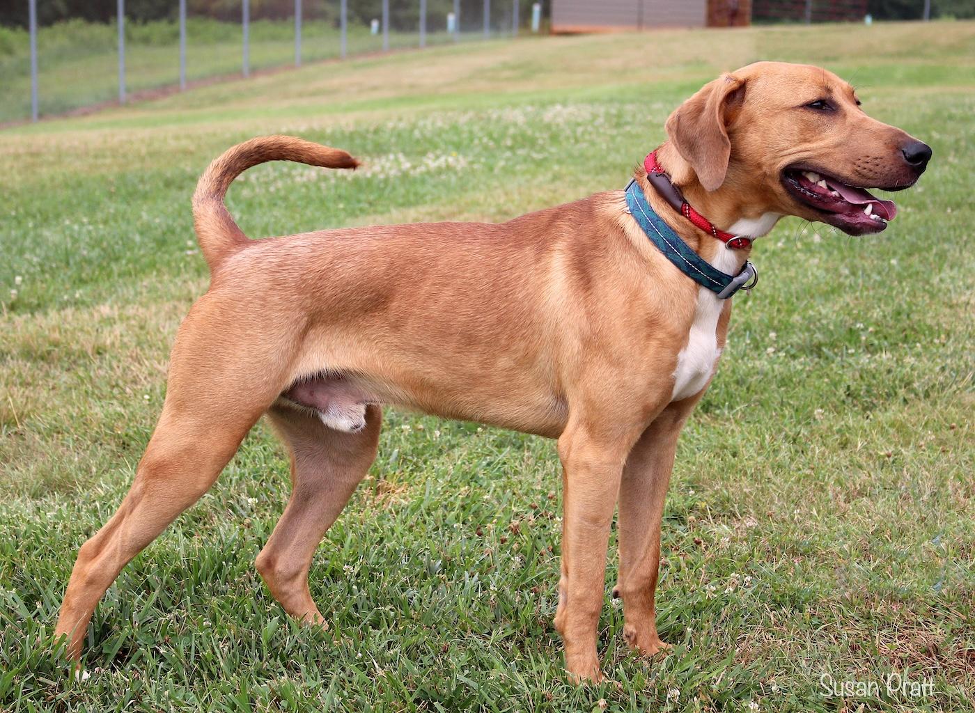 Enlarge Cobb, a ADOPTABLE mixed breed in Bedford, VA image 2/3