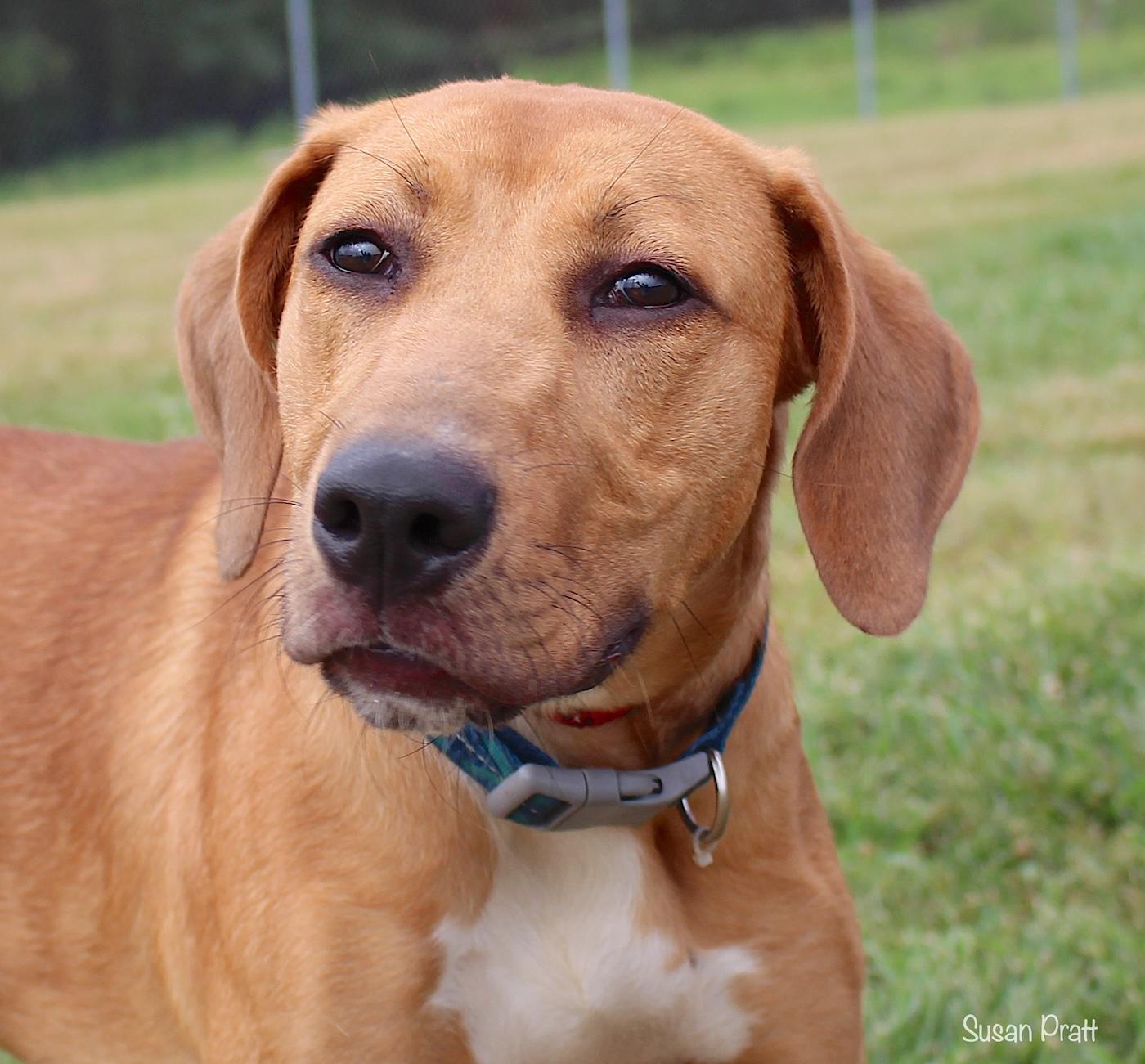 Cobb, ADOPTABLE, Adult Male Hound.